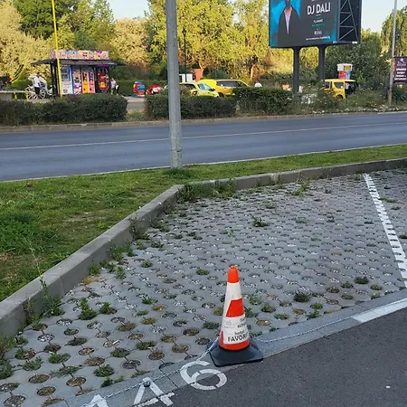 Celebrity Exclusive Cacao Daire *